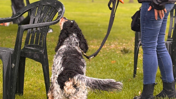 UK Sniffer Dogs Bronze Beginner Course at New York Village Hall, LN4 4YD