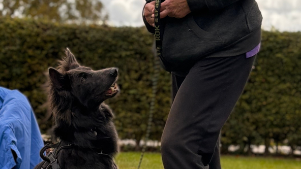 UK Sniffer Dogs Bronze Beginner Course at Willow Farm, Langrick, Boston, PE22 7AH