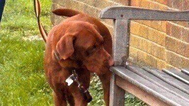UK Sniffer Dogs Progression Class at New York Village Hall, LN4 4YD