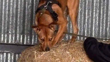 Feb UK Sniffer Dogs Progression Class at Willow Farm, Langrick, PE22 7AH