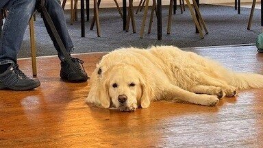 UK Sniffer Dogs Progression Class at New York Village Hall, LN4 4YD