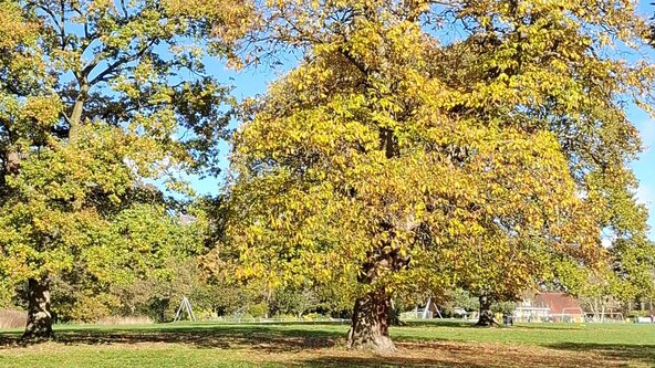 Celebrating Graves Park Centenary