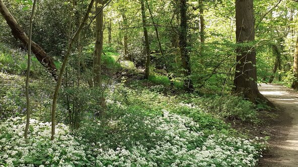 Spring Birds & Woodland Flowers