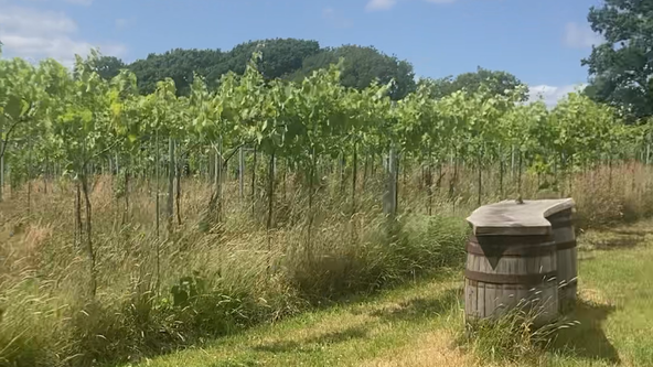 Yoga Afternoon on the Vineyard 