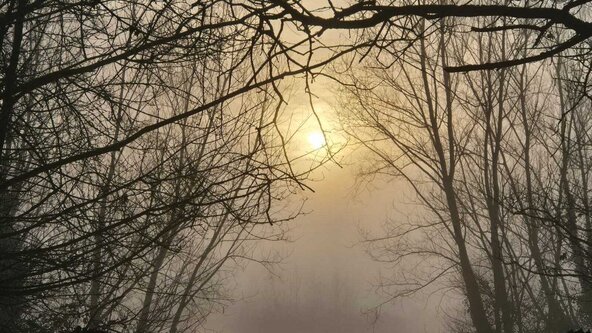 Dawn Chorus Walk 