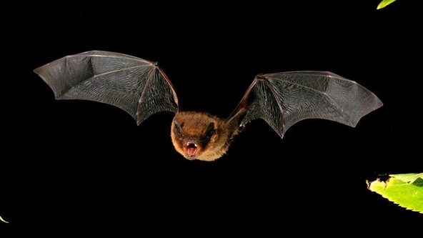 Bat Walk at South Park