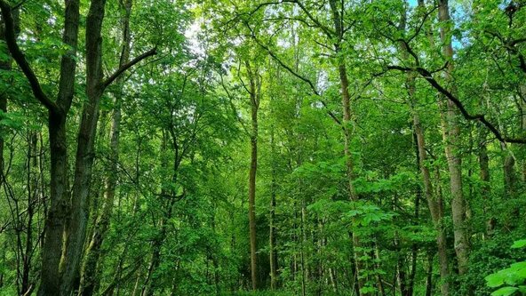 Woodland Detectives: Launch Day!