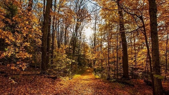 Autumn Walk at Hainault Forest