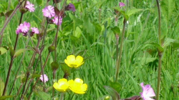 Wildlife Walk at Wanstead Park