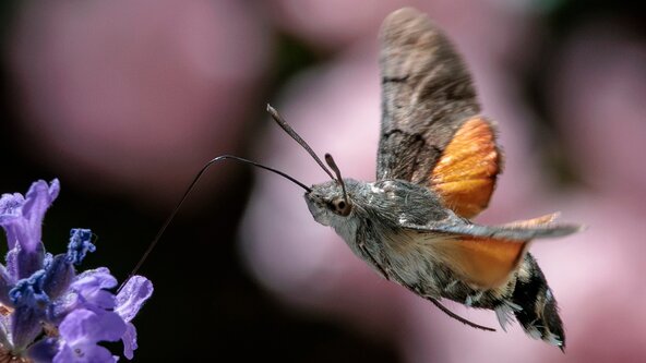 iNaturalist Training and Bioblitz Day