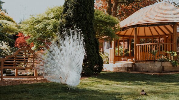 Cultivating Tejas: Inner Light for Winter | A Half Day Retreat
