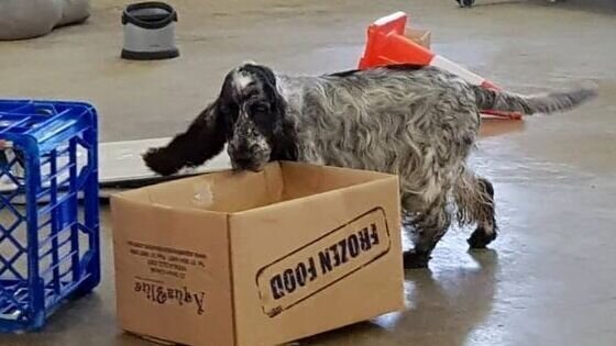 Scentwork For Beginners