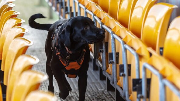 Scent Detection Beginners  (4 weeks)