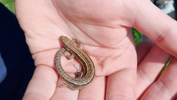 Green Gang: Lively Lizards
