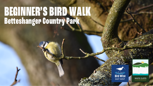 Free Beginner's Bird Walk at Betteshanger Country Park