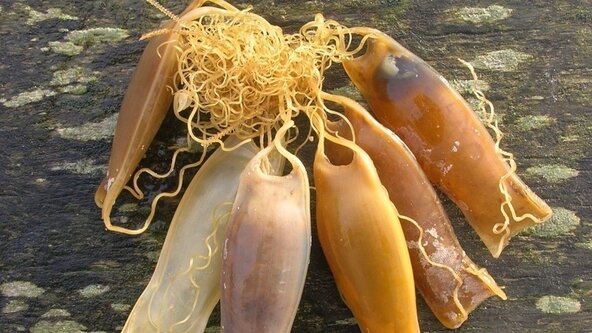 Beach Scavenger Hunt at Samphire Hoe