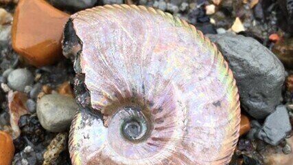 Green Gang: Fossil Hunt at the Folkestone Warren