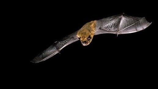 Guided Walk: Family Friendly Bat Walk