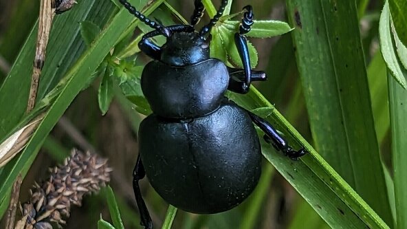 Green Gang: Folkestone Warren Insect Hunt