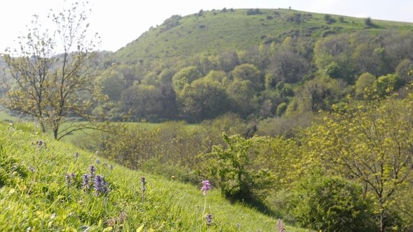Treemendous walk on the Folkestone Downs