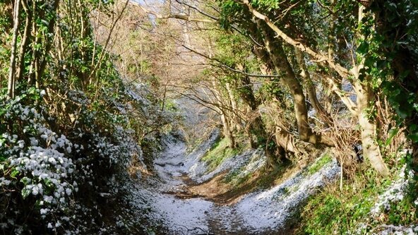 Green Gang: Whinless Winter Wonderland 