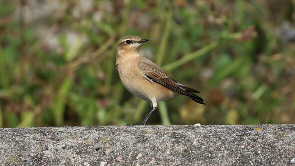 Samphire Hoe Guided Bird Walk