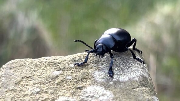 Guided Bug Hunt