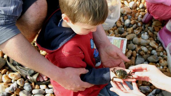 Green Gang: Samphire Hoe Rockpooling