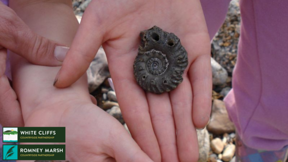 Fossil Hunt at Folkestone Warren