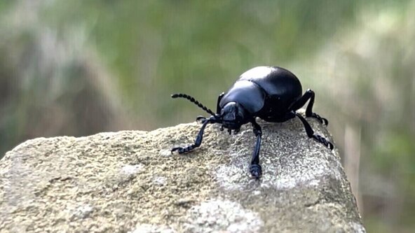 Guided Bug Hunt