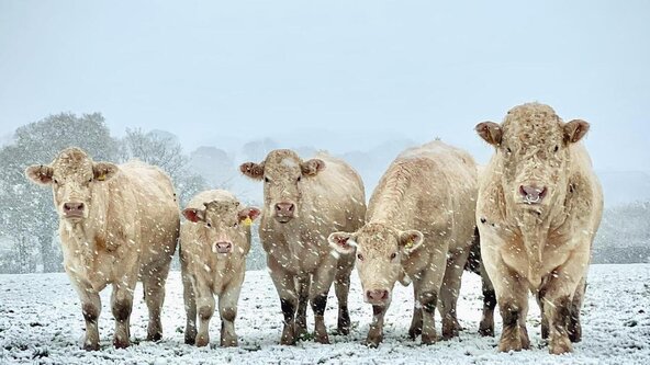 CMC Quiz Night - The Shrubbery Hotel