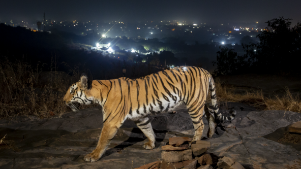 JOIN IN PERSON: Megafauna recovery and relevance amidst people and poverty in India - Ninad Mungi, Aarhus University