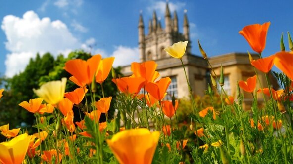 JOIN ONLINE: Nature Positive: fact or fiction? - Joseph Bull, The University of Oxford