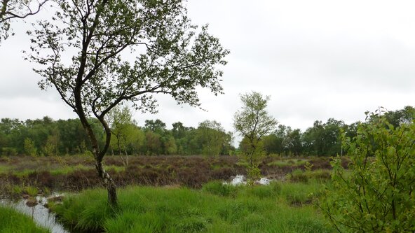 Tony Juniper, Natural England. Nature recovery in England: why, what and how. 