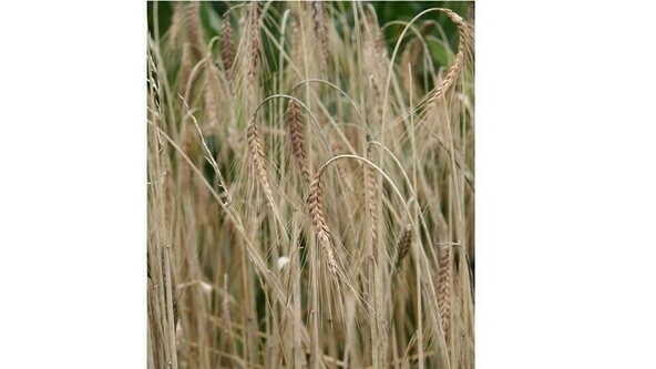 The archaeology of land use and agrobiodiversity: recent work from western Asia and Europe - Amy Bogaard 