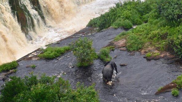 JOIN ONLINE:  The Orphan Chimpanzee’s Brother: Who Speaks for Nature? - Prof Lee White