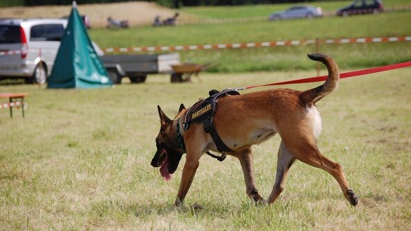 Mantrailing Christmas Special - Adventures with the Advent