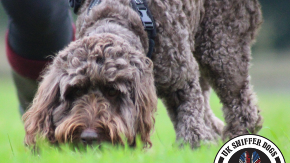 UK Sniffer Dogs - Bronze Level Tracking Workshop - Series 1