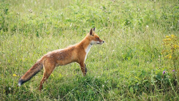 Tuesday 1st and Wednesday the 2nd of September 10-2 (Mixed age) at Ham Common Woods Local Nature Reserve
Richmond
TW10 5HG
