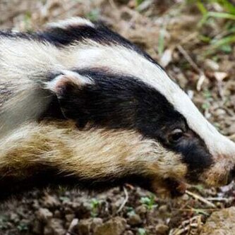 16th of February 10-2 (Mixed age)