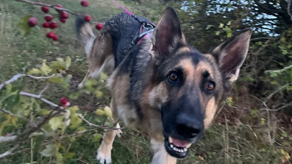 Mantrailing Progression - Martins Farm Country Park St Osyth