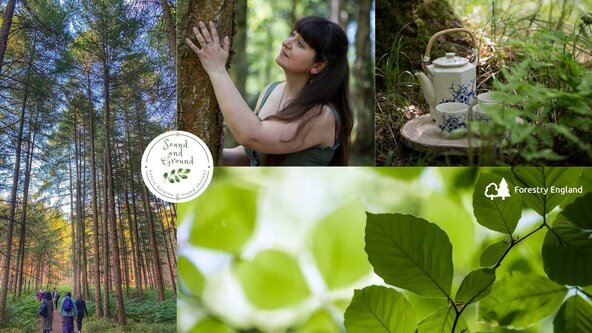 Evening forest bathing at High Lodge