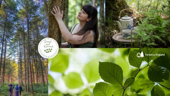Forest bathing at High Lodge, Thetford Forest