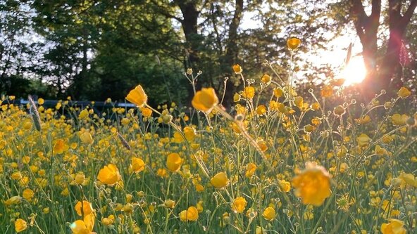 Fox Wood Open Evening - ‘Big Green Week’