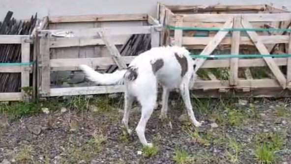 Introduction to scent work - last one of 2025!