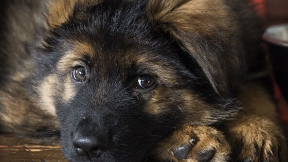 Puppy Lifeskills