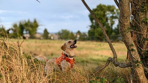 Live Airscenting (Search and Rescue Training for Pets)