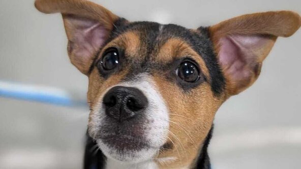 Puppy Academy Level 1 (29/09)