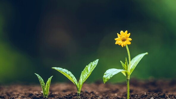 Spring Equinox Holistic Wellbeing Retreat: Awakening & Renewal - Plant New Beginnings