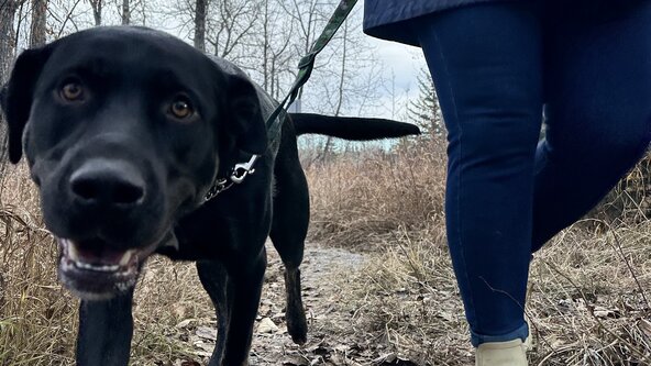 Canine Basics, The Great Outdoors! (Wed 6:30pm)